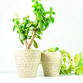 Pair of 1960s WESTGERMAN midcentury POTTERY PLANTER beige clinker