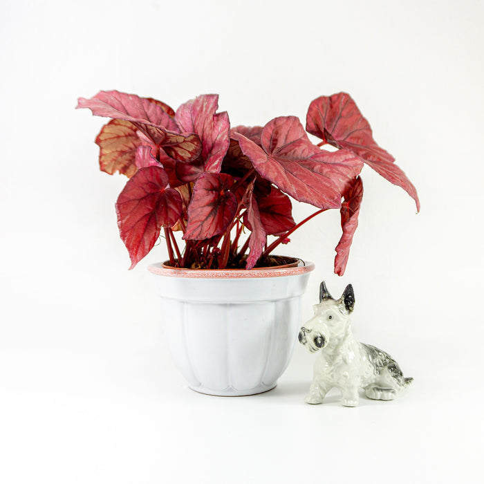 Rare 60s white CERAMIC PLANTER by MAREI West Germany, 19/1  2393